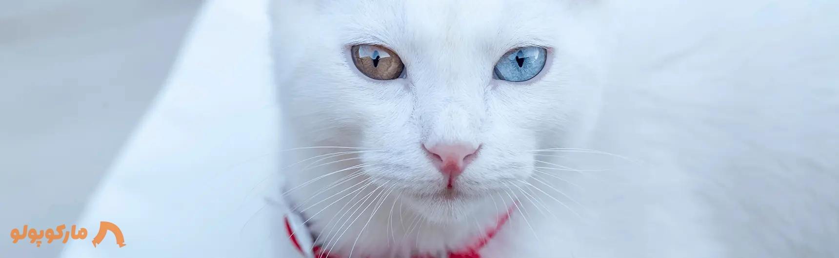 گربه های وان